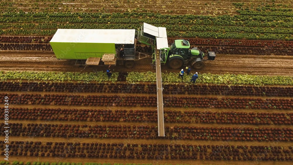 The Farming Revolution with Conveyor Belts