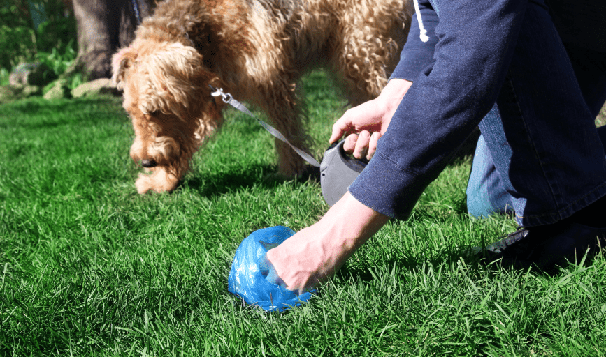 Tips For Dog Poop Removal Services: Keep Your Yard Clean